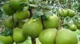 পুষ্টিগুণসম্পন্ন বাতাবি লেবু