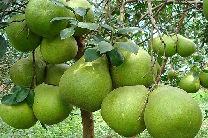 পুষ্টিগুণসম্পন্ন বাতাবি লেবু