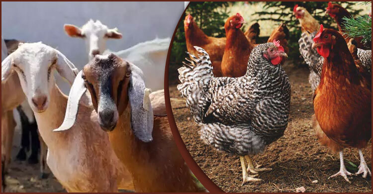 একসঙ্গে ছাগল ও মুরগি পালনের সুবিধা