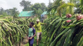 ড্রাগন ফলের কাণ্ডে লাল বা বাদামি দাগ হলে করণীয়