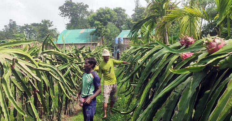 ড্রাগন ফলের কাণ্ডে লাল বা বাদামি দাগ হলে করণীয়