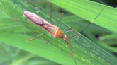 ধানের গান্ধী পোকার লক্ষণ ও প্রতিকার