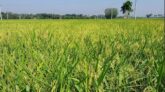 নাটোরে আমনের আবাদ লক্ষ্যমাত্রা ছাড়িয়েছে