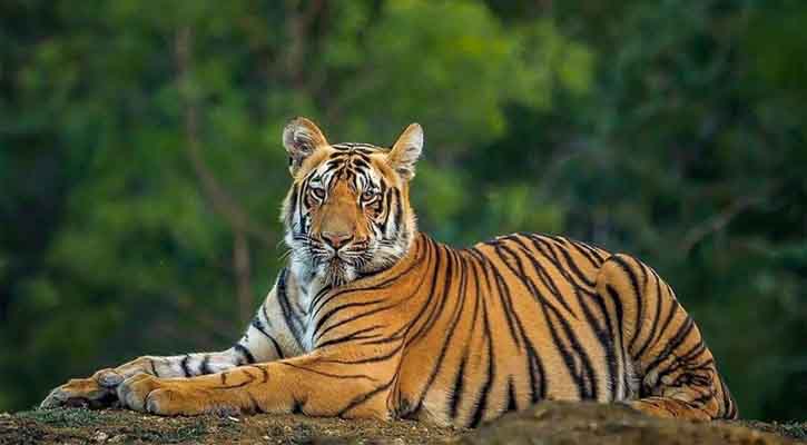 ২৫ বছরে সুন্দরবনে বাঘের আক্রমণে মারা গেছে ৪২৫ জন