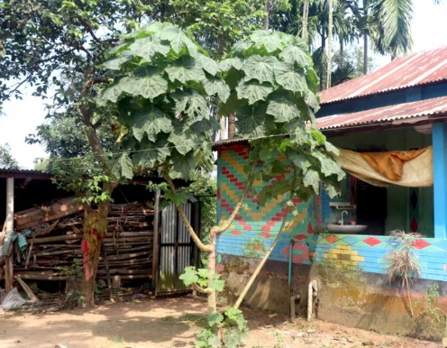 গাছে উঠে পাড়তে হচ্ছে ঢেঁড়স!