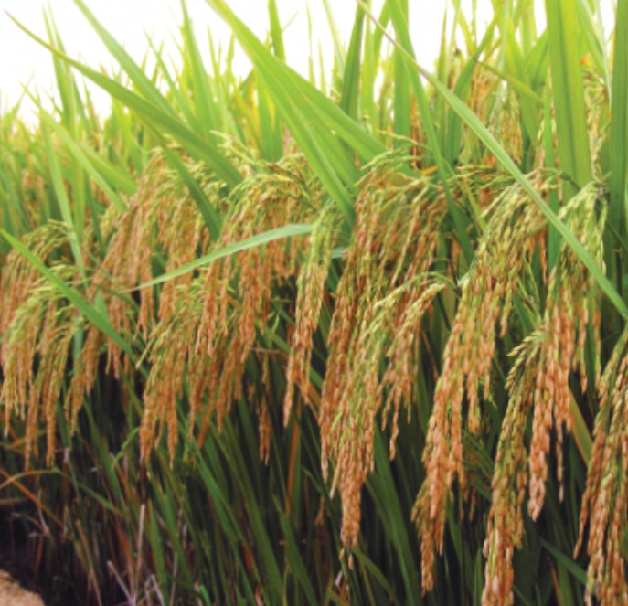 উচ্চ ফলনশীন বোরো ধান ব্রি ধান ৮৯