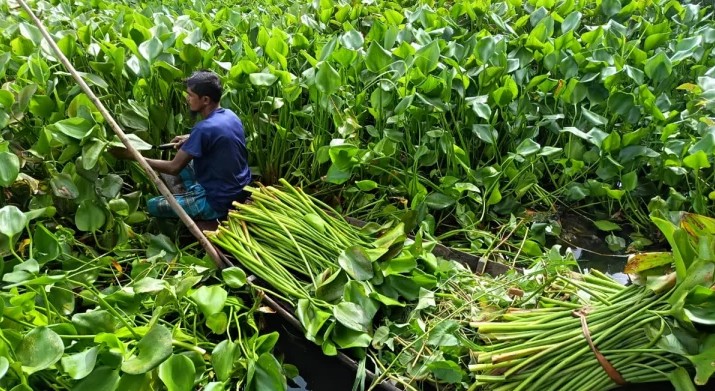 অবহেলিত কচুরিপানা এখন স্বর্ণপথ
