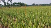পল্লীতে শত কোটির ভেষজ উৎপাদন