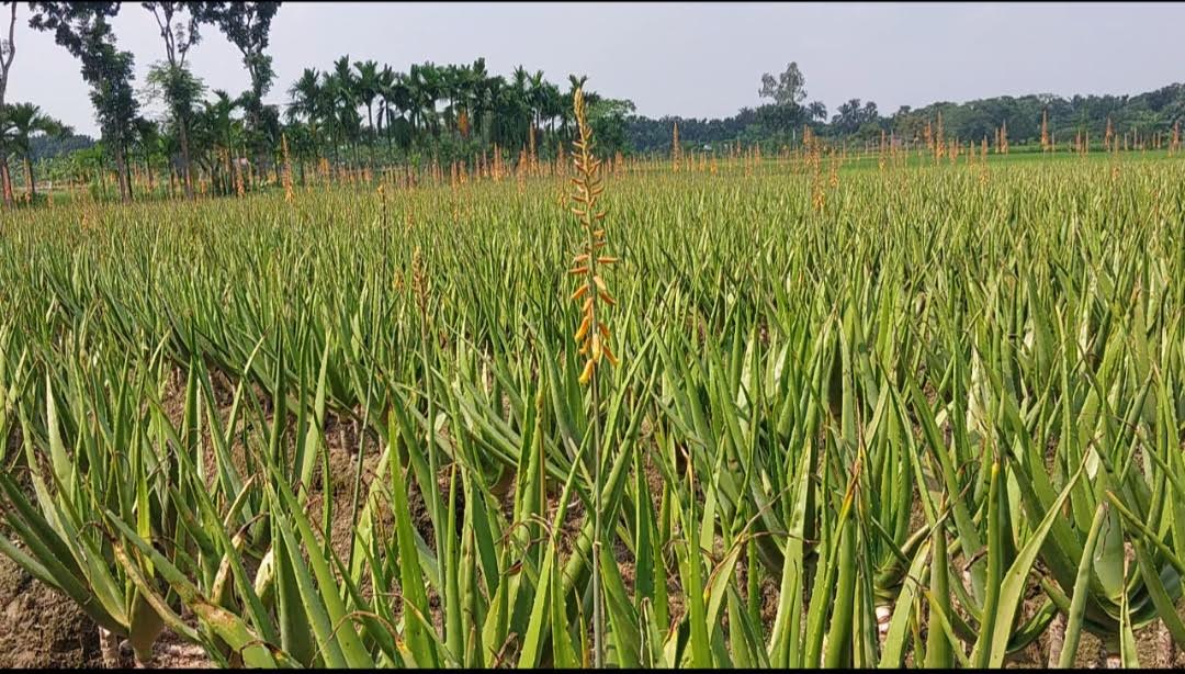 পল্লীতে শত কোটির ভেষজ উৎপাদন