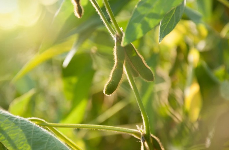 সয়াবিন বীজ নির্বাচন এবং ঝুঁকি কমানোর উপায়