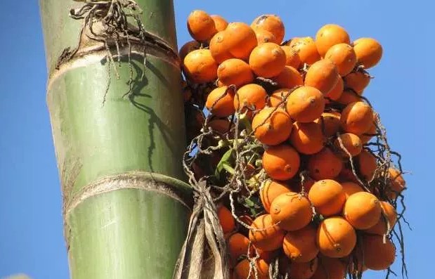 সুপারি চাষে আগ্রহ বাড়ছে কৃষকের