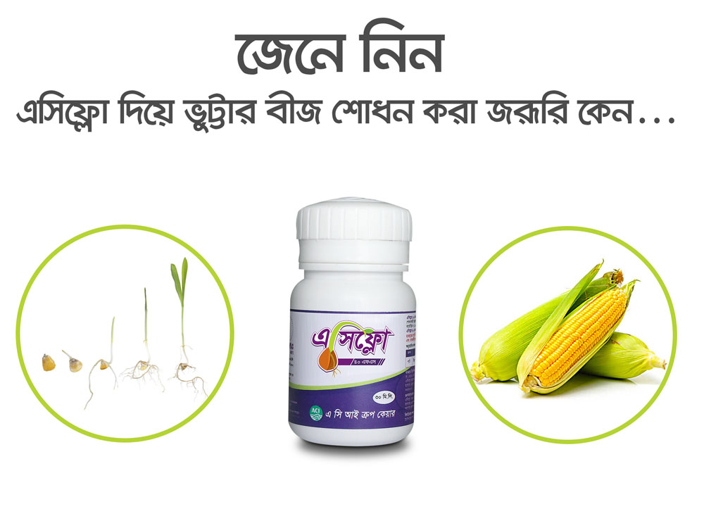 যেভাবে করবেন ভুট্টার বীজ শোধন