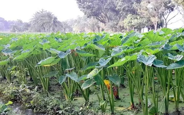 লতিকচু চাষে আলোর মুখ দেখছেন রফিকুল