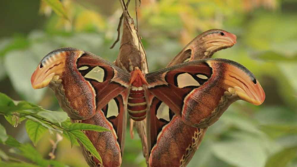 ৭ দিনে মরে যায় বিশ্বের বৃহত্তম প্রজাপতি