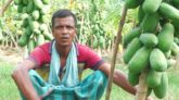 পেঁপেতে বাজিমাত কৃষক জামিরুলের