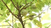 কুষ্টিয়ায় শরিফার চাষে ভাগ্য বদল: লাখ টাকা আয়
