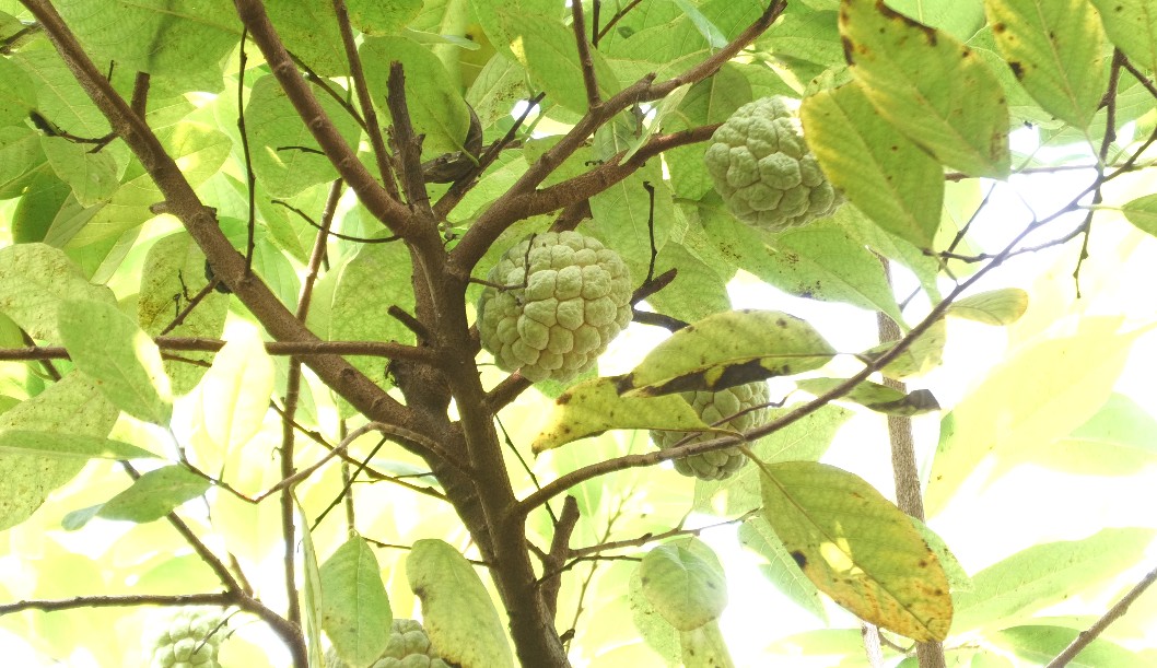কুষ্টিয়ায় শরিফার চাষে ভাগ্য বদল: লাখ টাকা আয়