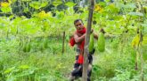 পরিত্যক্ত জমিতে লাউ চাষ করে সফল সমীর