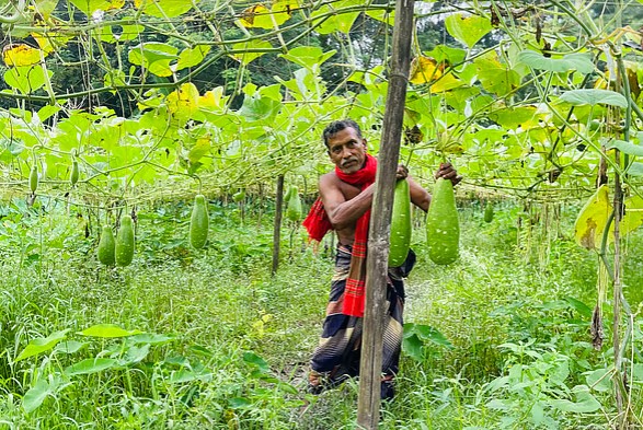 পরিত্যক্ত জমিতে লাউ চাষ করে সফল সমীর