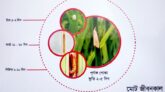 ধানের মাজরা পোকা সম্পর্কে বিস্তারিত জানুন