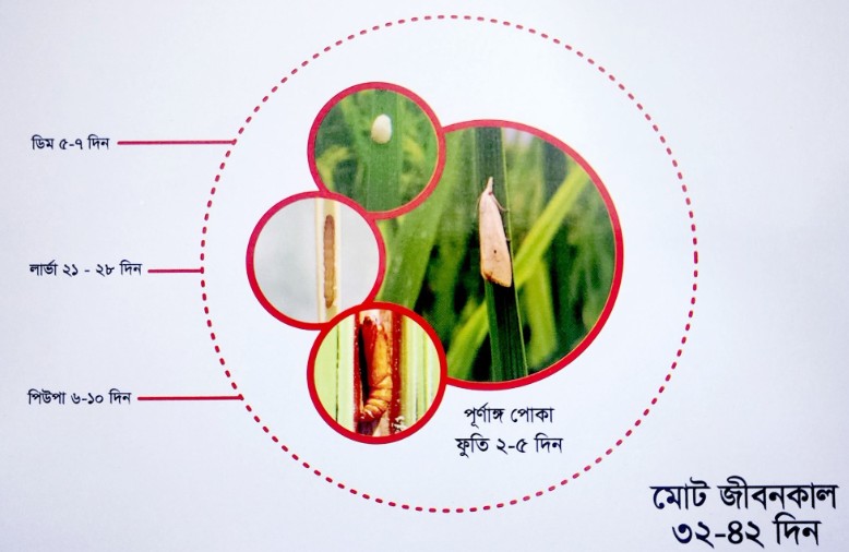 ধানের মাজরা পোকা সম্পর্কে বিস্তারিত জানুন