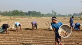আলু বীজের দাম কম হলেও সারের দাম বেশি