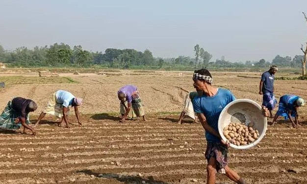 আলু বীজের দাম কম হলেও সারের দাম বেশি
