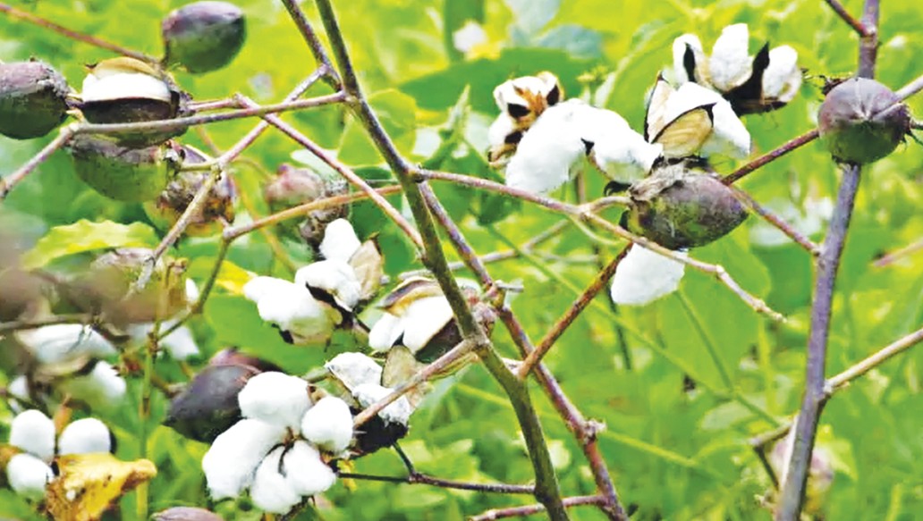 তুলা চাষ করবেন যেভাবে