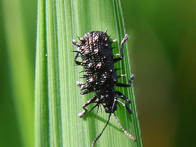 ধানের পামরী পোকার লক্ষণ ও প্রতিকার