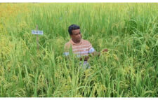 আবহাওয়া-জলবায়ুর দুর্যোগে হাবিবুরের ধান দেবে সমাধান