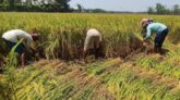 খুলনা অঞ্চলে আমন ধান কাটা শুরু