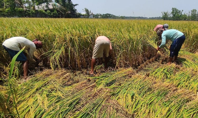 খুলনা অঞ্চলে আমন ধান কাটা শুরু