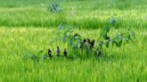 রংপুর অঞ্চলে জনপ্রিয় হচ্ছে পার্চিং