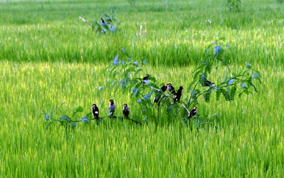 রংপুর অঞ্চলে জনপ্রিয় হচ্ছে পার্চিং