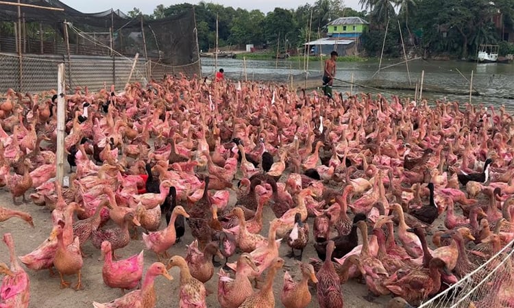 নদী ও হাওরের হাঁস পালন: বদলে যাচ্ছে জীবনযাত্রা