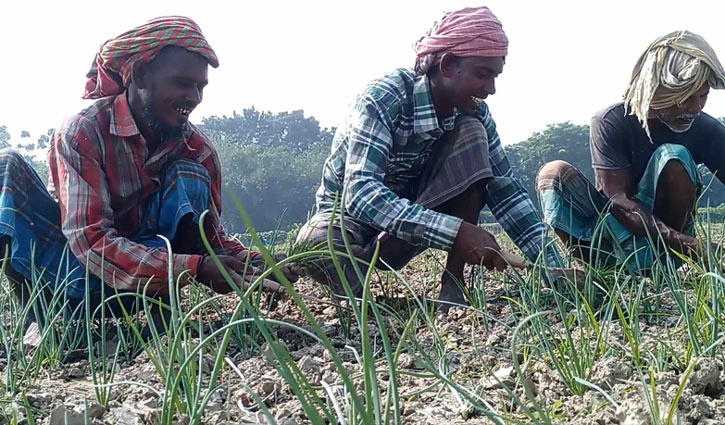 মুড়িকাটা পেঁয়াজ চাষ, মণ ২ হাজার করার দাবি