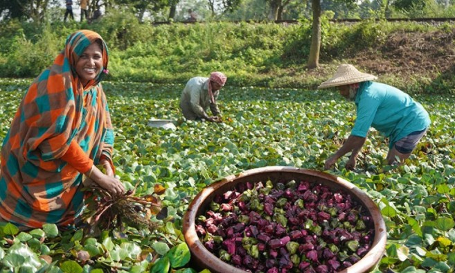 পানিফল চাষে কম খরচে বেশি লাভ