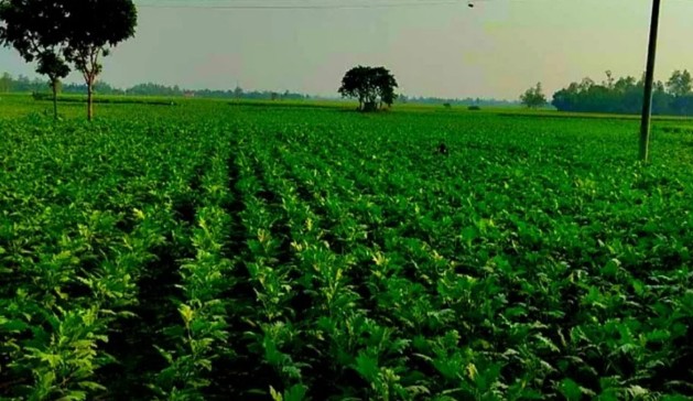 বেড়ে উঠছে কৃষকের ‘টাকার গাছ’