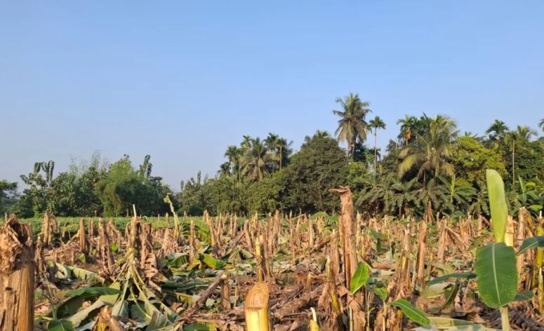 আঁধারে কেটে ফেলা হলো কৃষকের ১০০০ কলাগাছ