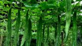 দৌলতপুরে চিচিঙ্গা চাষে বাজিমাত