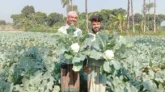 চুয়াডাঙ্গায় ফুলকপির বাম্পার ফলনে কৃষকের মুখে হাসি