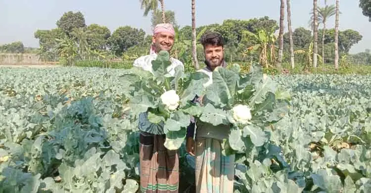 চুয়াডাঙ্গায় ফুলকপির বাম্পার ফলনে কৃষকের মুখে হাসি