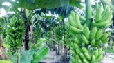রংপুরে লাভজনক কলা চাষে ঝুঁকছে কৃষক
