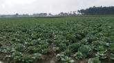 নড়াইলে শীতকালীন শাক সবজির ব্যাপক ফলনের সম্ভাবনা
