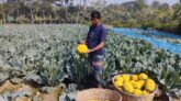 রঙিন ফুলকপি চাষে খুলনার কৃষকদের মুখে হাসি