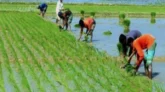 ১২ লাখ মে:টন বোরো উৎপাদনের লক্ষ্যমাত্রা নির্ধারণ করেছে খুলনা কৃষি বিভাগ