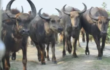 সংকটে উপকূলের মহিষ পালন