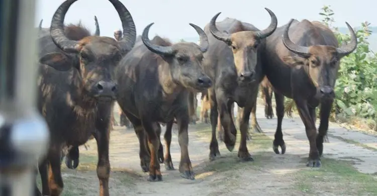 সংকটে উপকূলের মহিষ পালন