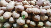 আলুর দাম নিয়ে শঙ্কা কৃষকদের