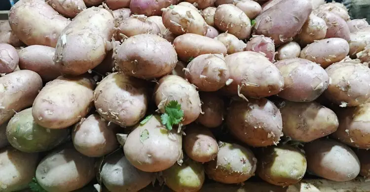 আলুর দাম নিয়ে শঙ্কা কৃষকদের